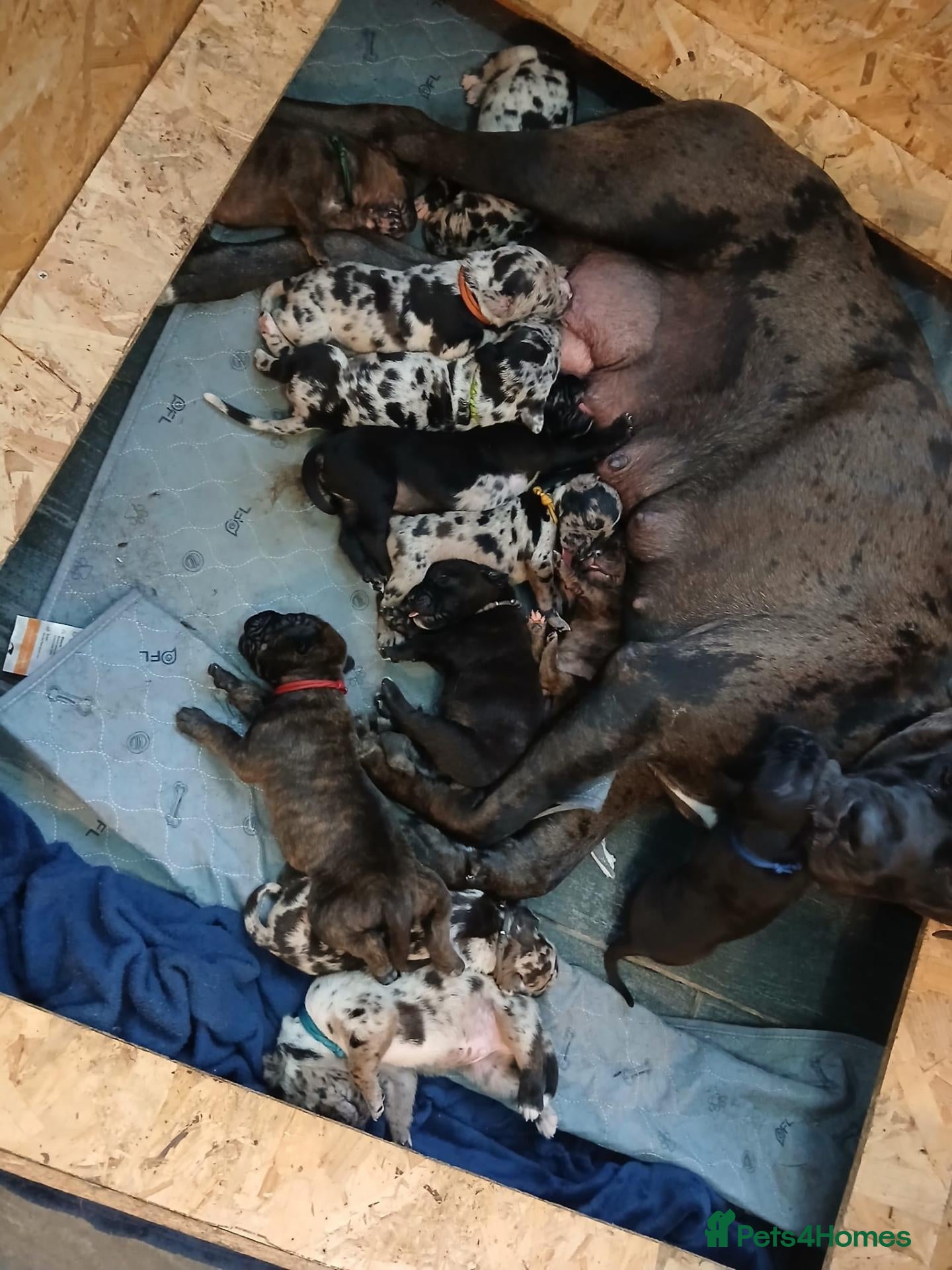 Cane Corso dogs Exotic Cane Corso Pups - Advert 1