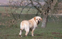 Labrador Retriever dogs for sale: Labrador Retriever  - Image 2