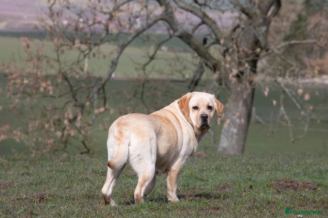 Labrador Retriever dogs for sale: Labrador Retriever  - Image 2