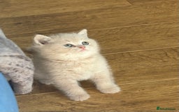 British Shorthair cats for sale: British Shorthair Kittens - Image 8