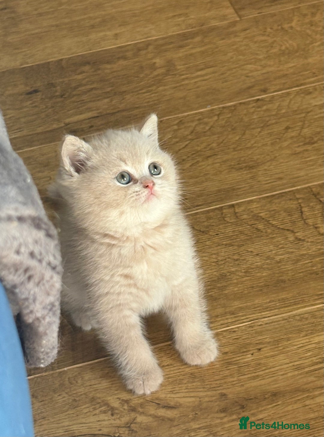 British Shorthair cats for sale: British Shorthair Kittens - Image 8
