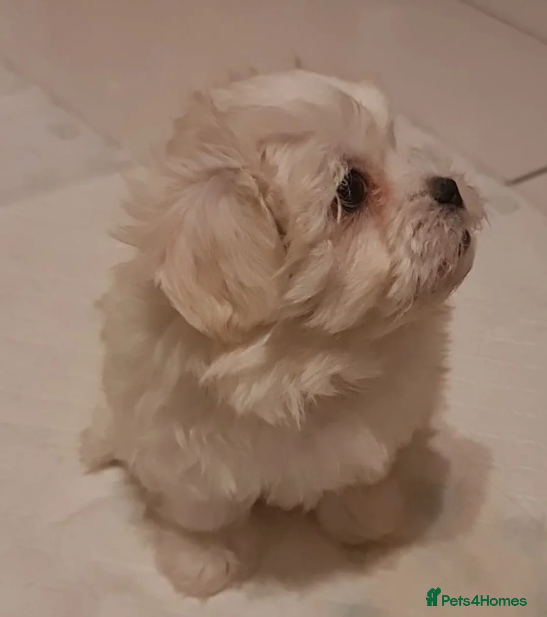 Mixed Breed dogs for sale: Havanese x Maltese Havamalts - Advert 8
