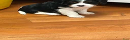 Cavalier King Charles Spaniel dogs for stud: HEALTH TESTED KC REG BLK & TAN - Advert 3
