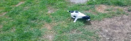 English Springer Spaniel dogs for sale: English springer spaniel pups  - Advert 15