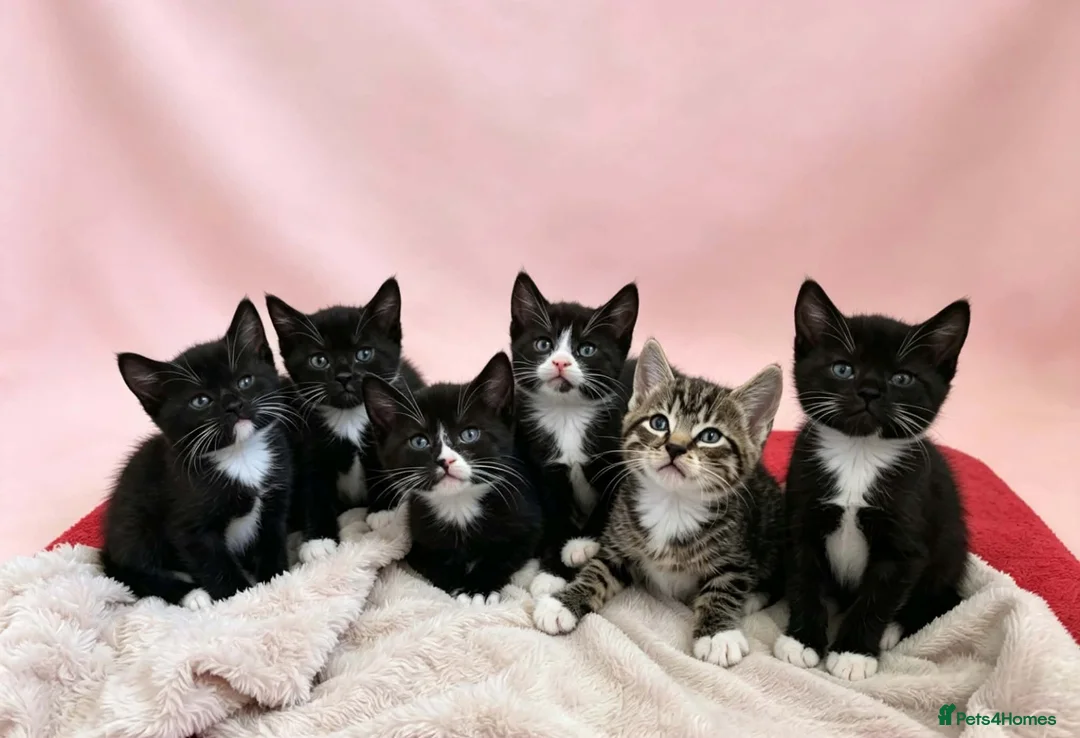 European cats for sale: Lovely kittens not black all tabby  - Advert 5