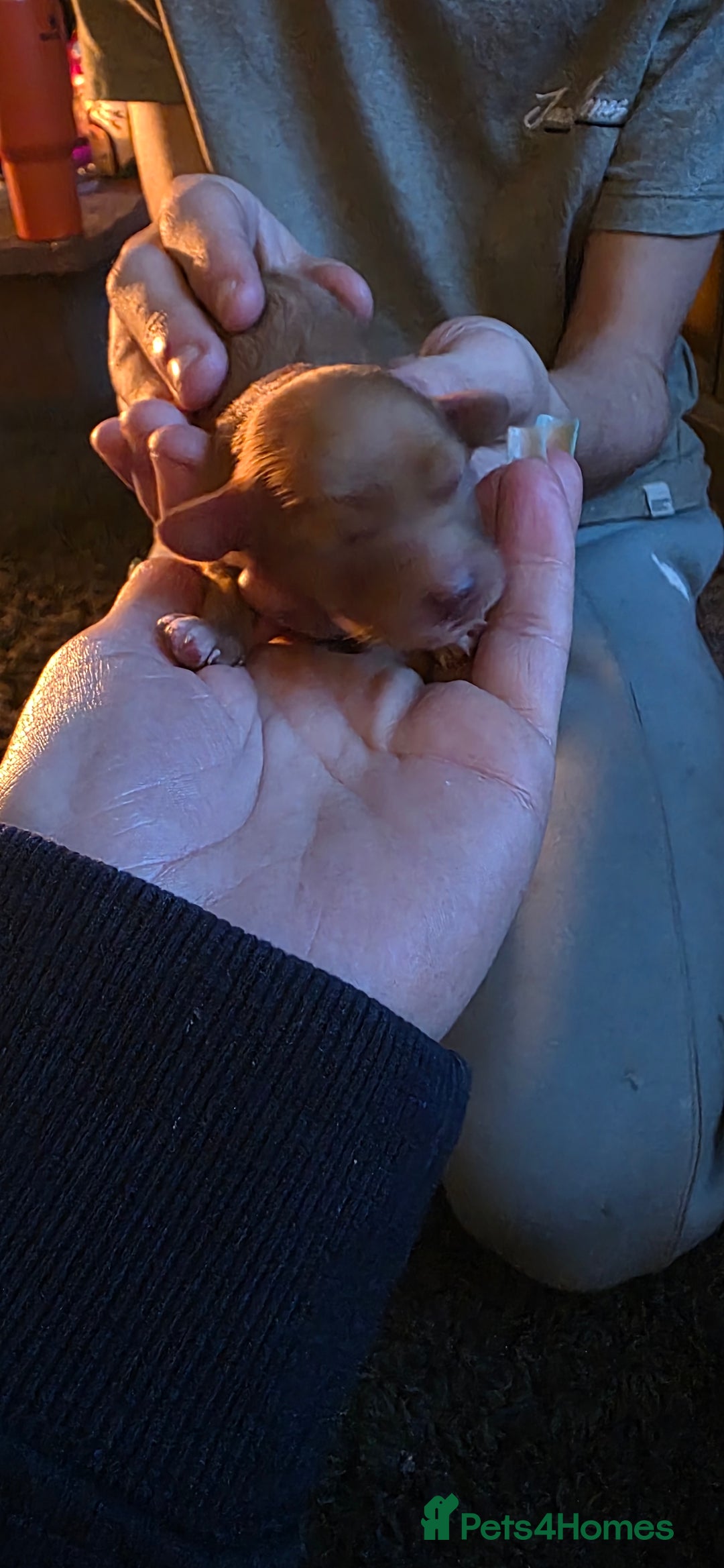 Cavapoo dogs for sale: Stunning miniature cavapoo - Advert 15