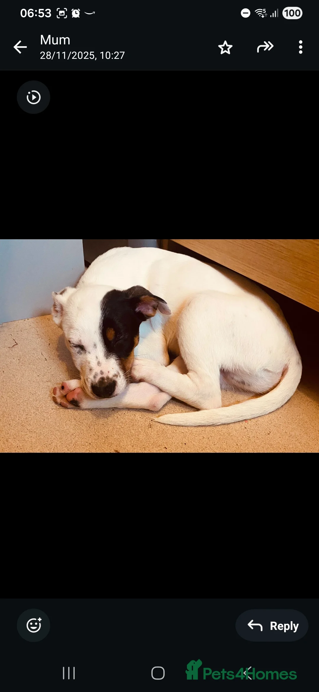 Mixed Breed dogs for sale: Milo looking for new home - Advert 2