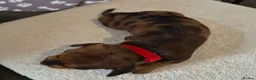 Miniature Dachshund dogs for sale: Miniature Dachshunds (short-haired) - Advert 31