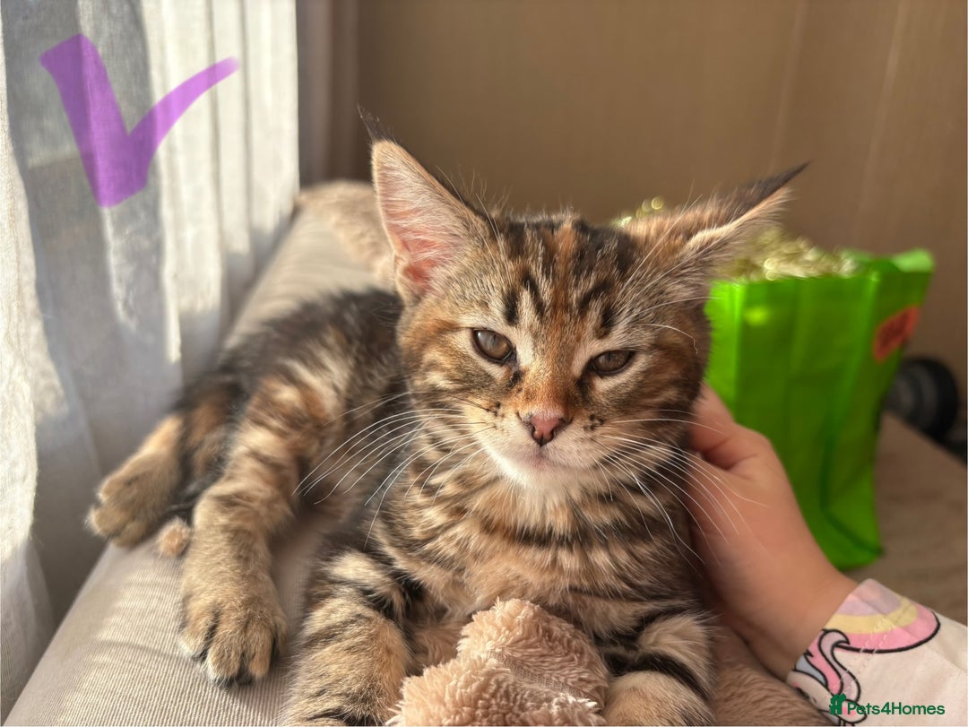 Maine Coon cats for sale: Maine Coon Kittens — Fluffy, Friendly - Advert 22