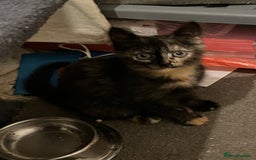 Mixed Breed cats for sale: Beautiful 3/4 exotic kittens  - Image 3