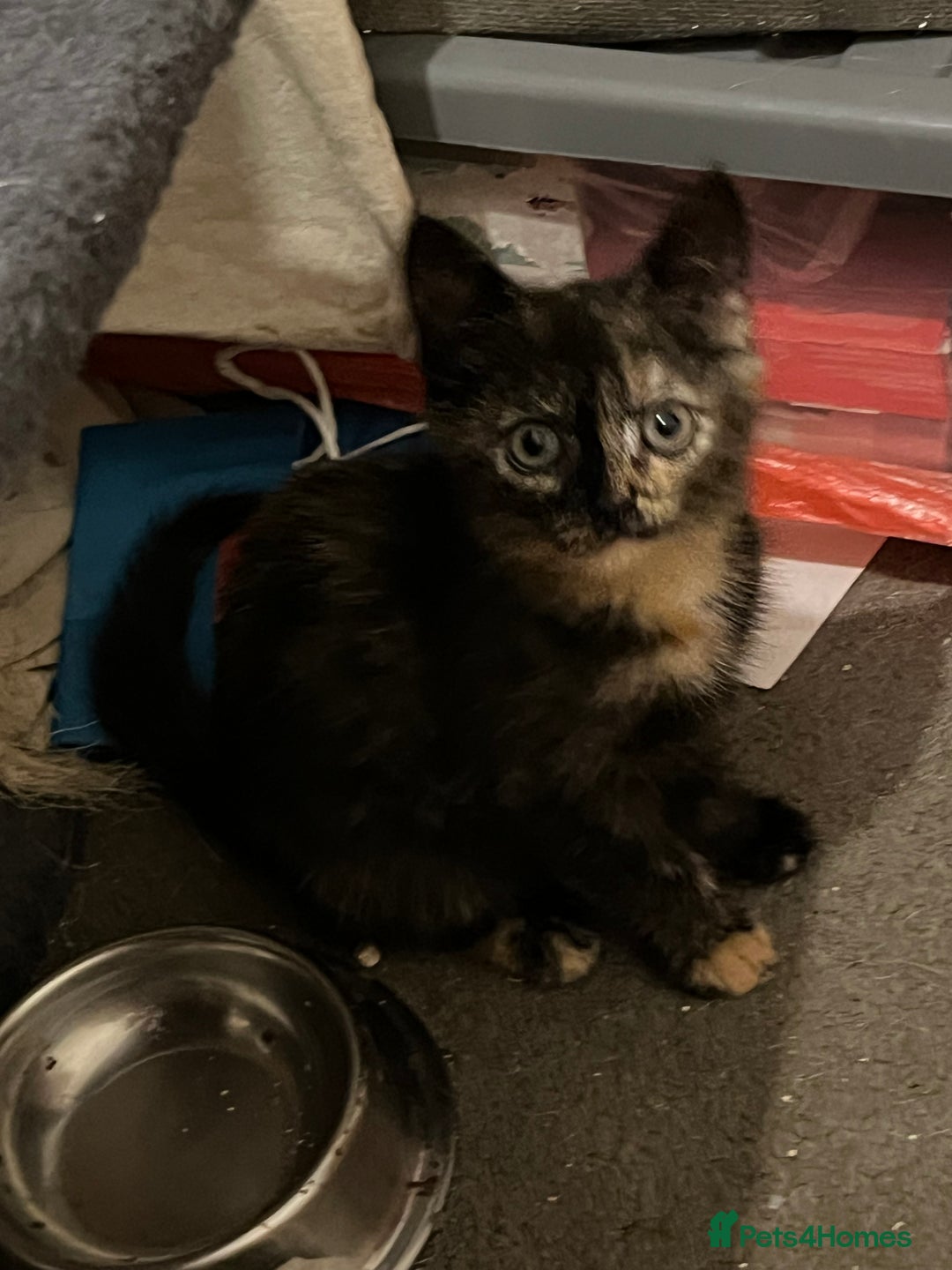 Mixed Breed cats for sale: Beautiful 3/4 exotic kittens  - Image 3