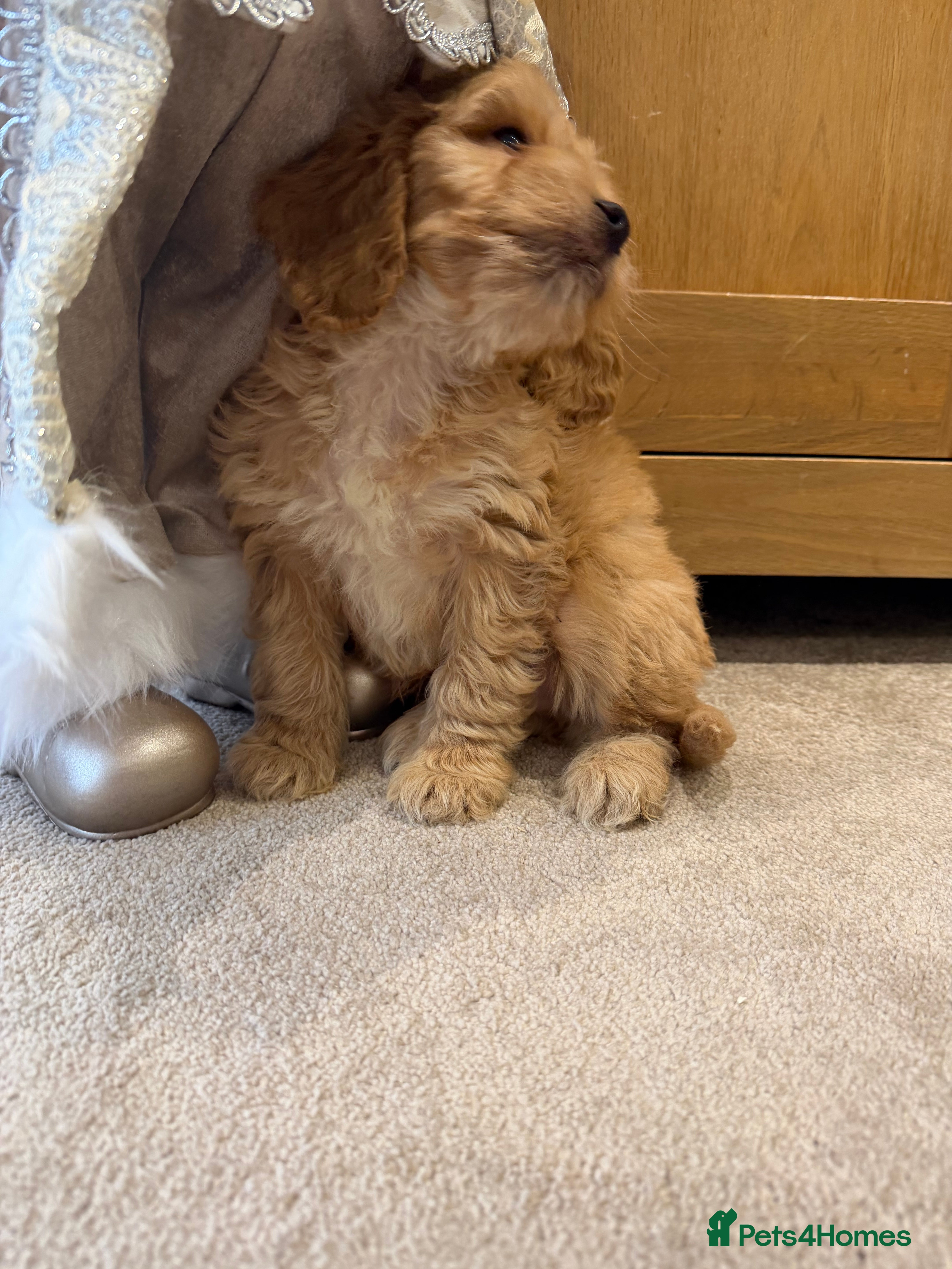 Cockapoo dogs Beautiful hereditary healthy 2 male pups - Advert 9