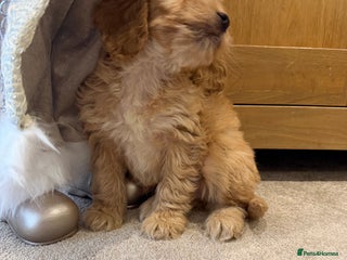 Cockapoo dogs Beautiful hereditary healthy 2 male pups - Advert 9
