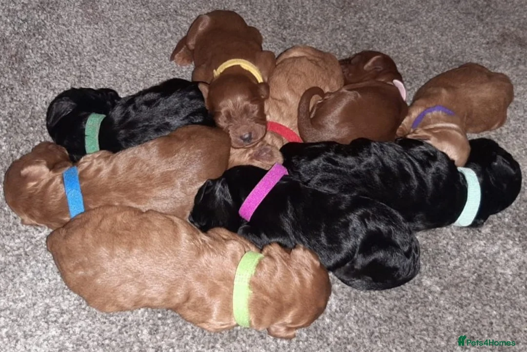 Cavapoo dogs for stud: Extensively Heath Tested Deep Red Min Poodle in Mansfield - Advert 12