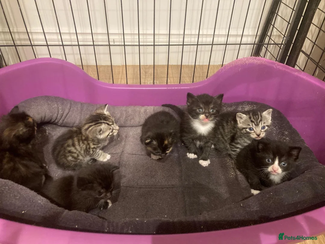 British Longhair cats for sale: Beautiful shirt and long hair kittens - Advert 1