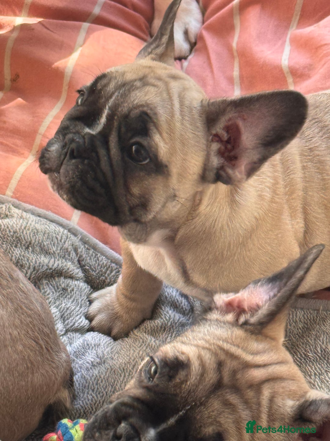 French Bulldog dogs for sale: French bulldogs puppies - Image 24