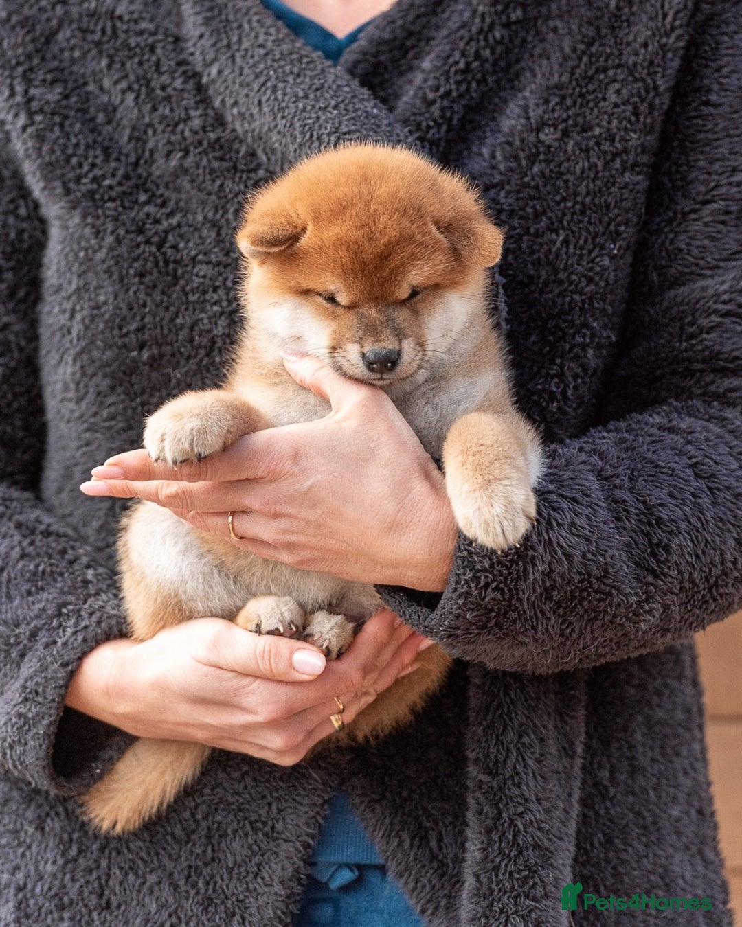 Japanese Shiba Inu dogs for sale: 🐾🏵Original Japanese Shiba inu puppies 🏵🐾 - Advert 7