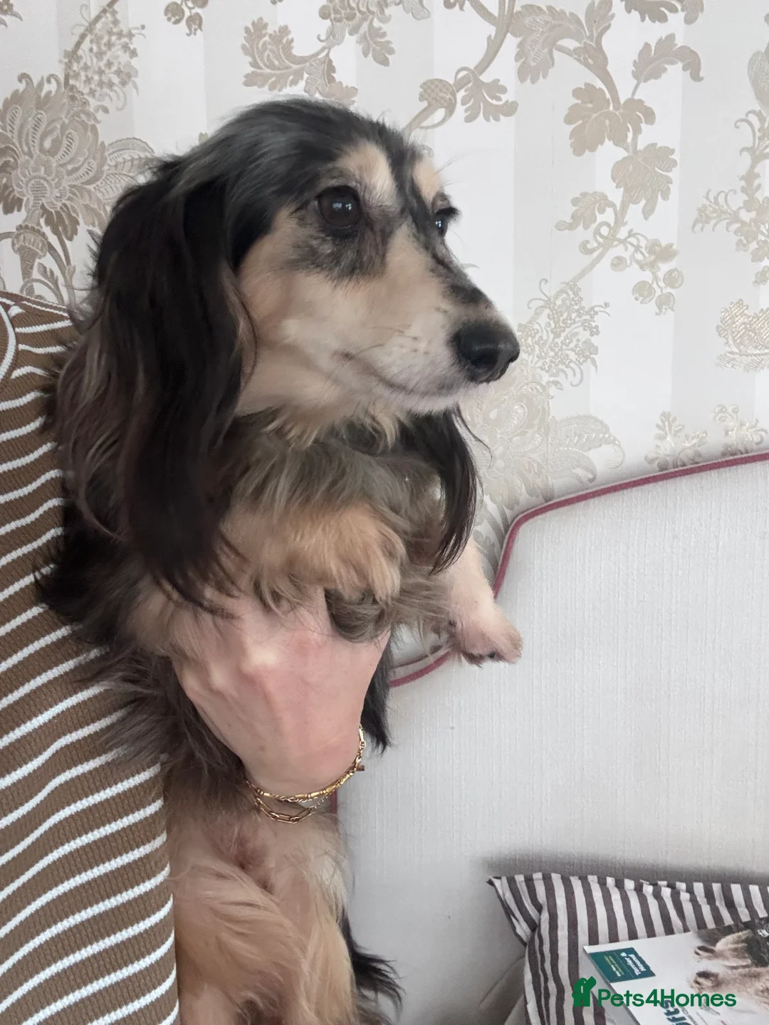Miniature Dachshund dogs for sale: Two Kc reg adult mini Dachshund longhaired girls  - Advert 1