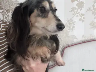 Miniature Dachshund dogs Two Kc reg adult mini Dachshund longhaired girls - Advert 8