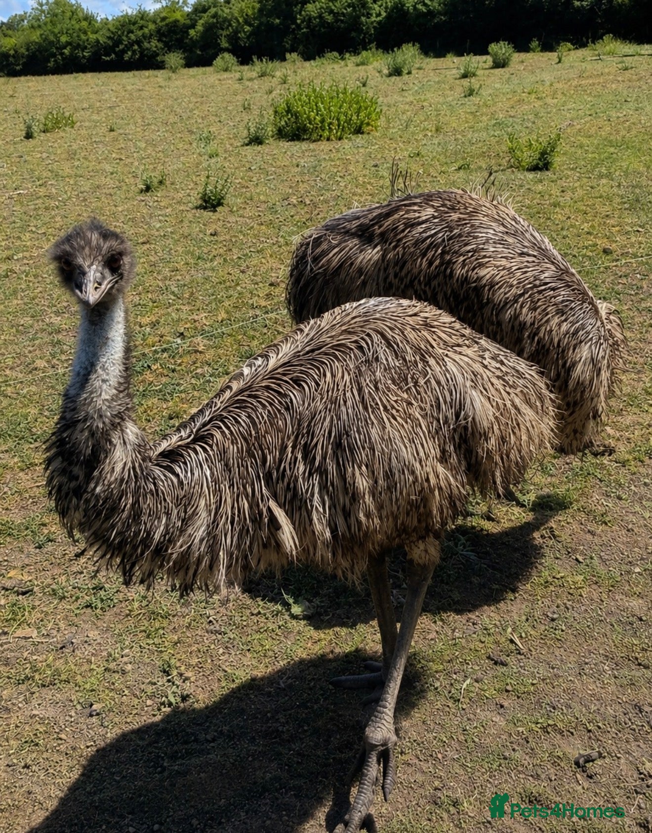 Emus poultry Two Emu’s - Advert 1