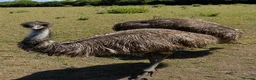 Emus poultry for sale: Two Emu’s - Advert 1