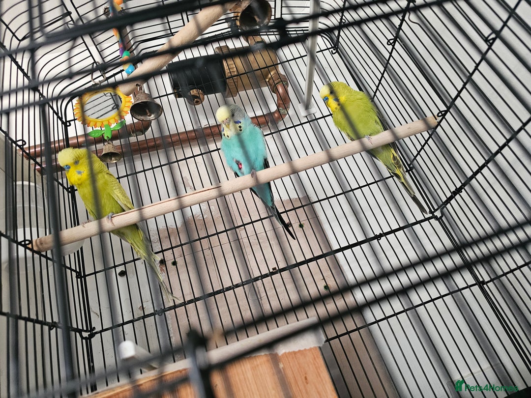 Budgerigars birds for sale: beautiful birds - Advert 4