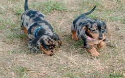 Miniature Dachshund dogs for sale: Stunning silver dapple miniature dachshunds  - Image 24