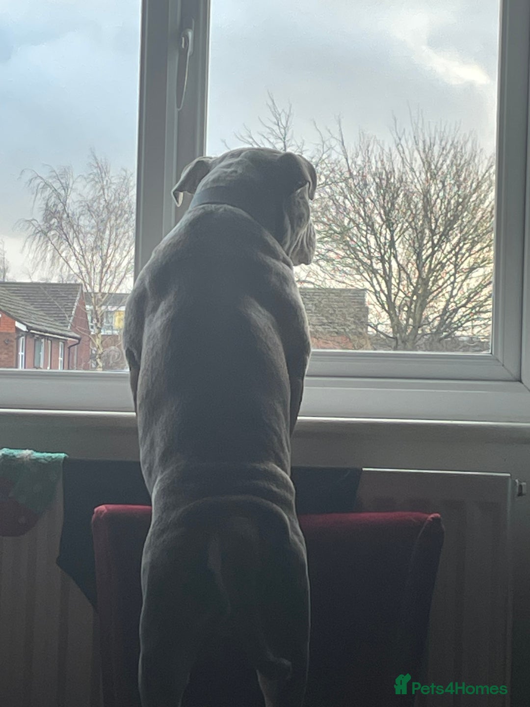 Dorset Olde Tyme Bulldogge dogs for stud: Brock - Image 22