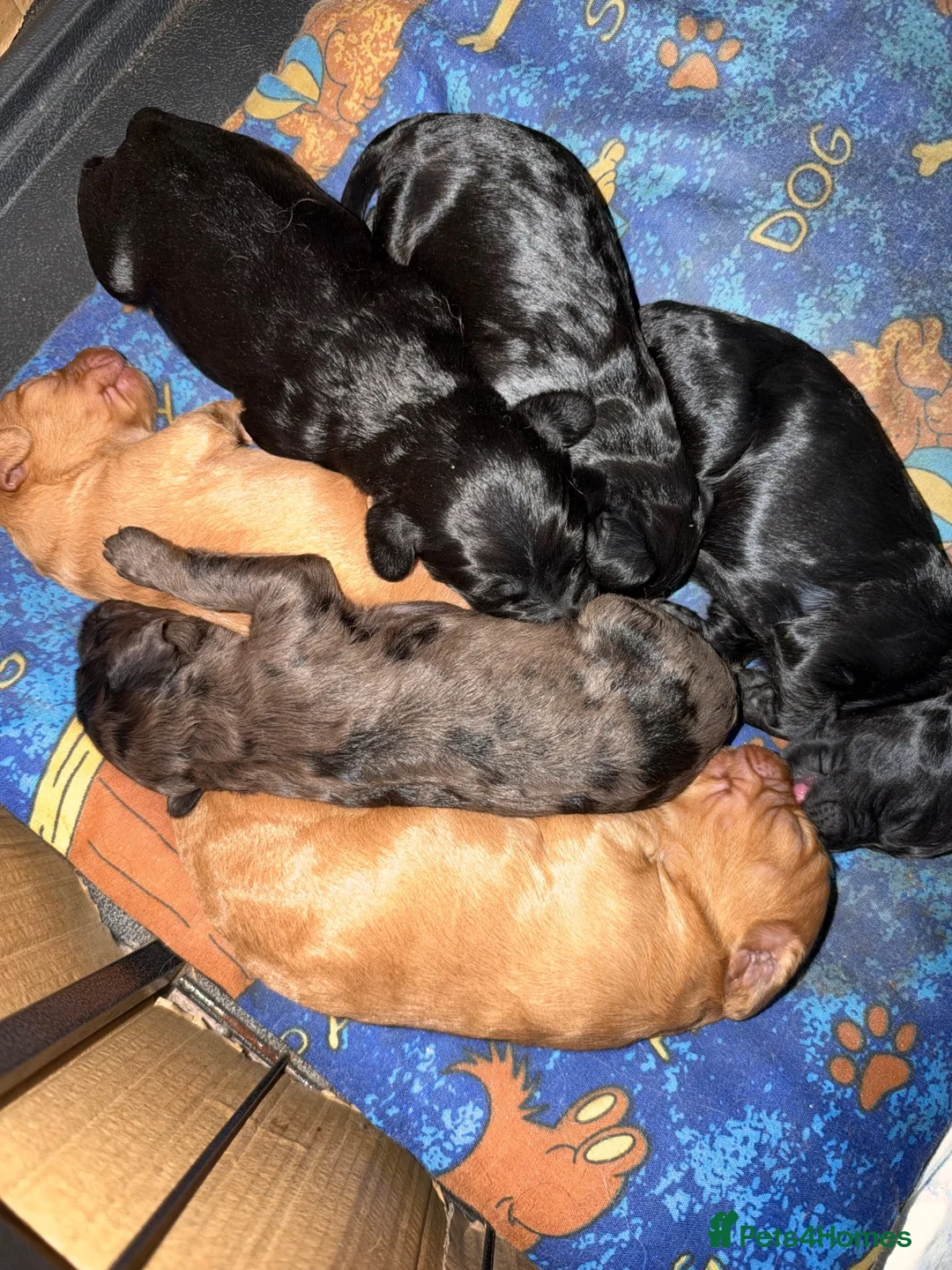 Cockapoo dogs for sale: F1 cockapoo - Advert 13