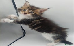 Maine Coon cats for sale: Full pedigree Maine coon  - Image 5