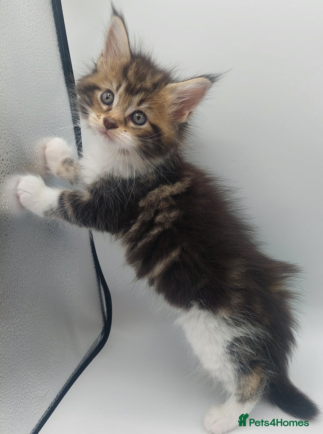 Maine Coon cats for sale: Full pedigree Maine coon  - Image 5