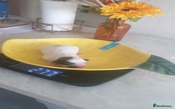 Bichon Frise dogs for sale: Bishon poppy's available  - Image 20