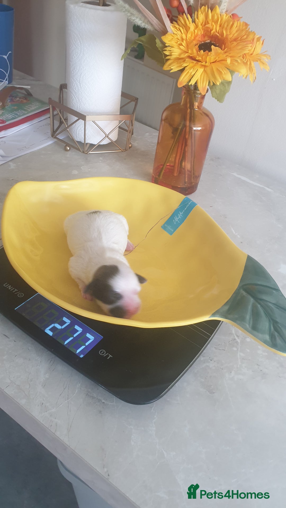 Bichon Frise dogs for sale: Bishon poppy's available  - Image 20