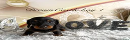Miniature Dachshund dogs for sale: Adorable miniature datchund Kc reg boys available  - Advert 33