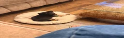 Mixed Breed dogs for sale: 3/4 Jack Russell, 1/4 Yorkshire terrier  in Malton - Advert 3
