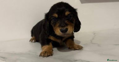 Miniature Dachshund dogs - Advert 4