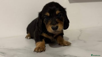 Miniature Dachshund dogs - Advert 4