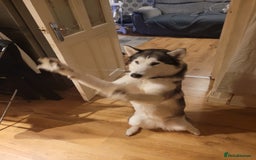 Siberian Husky dogs for stud: Breader - Image 4