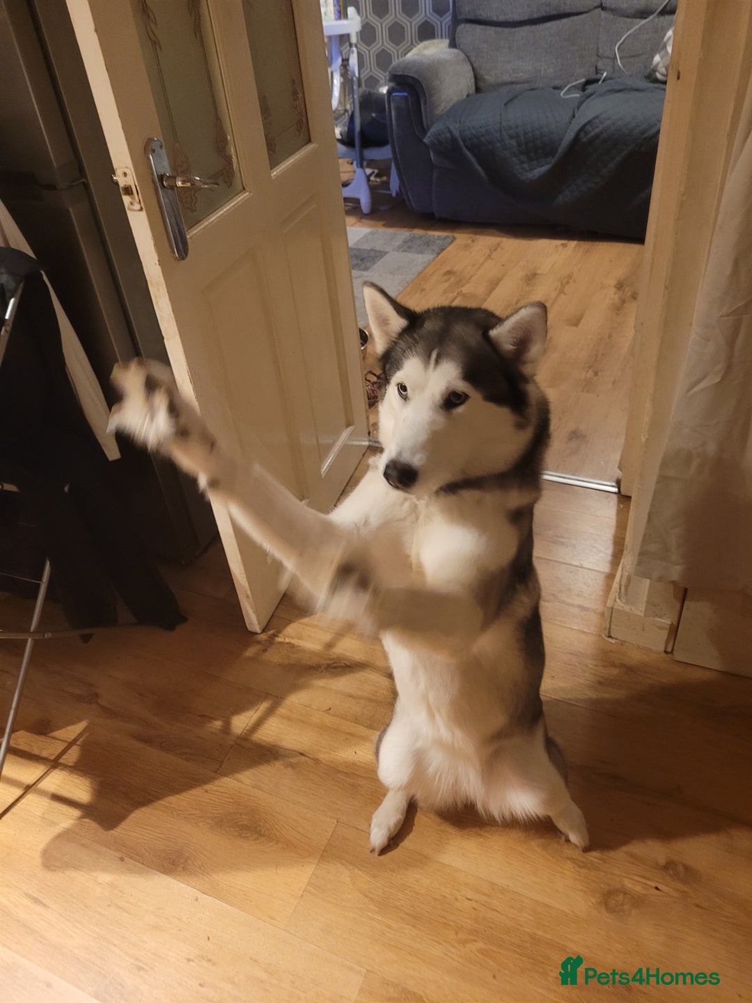 Siberian Husky dogs for stud: Breader - Image 4