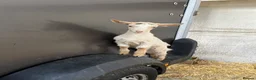 Goats livestock for sale: Royal golden guernsey wethers  - Advert 7