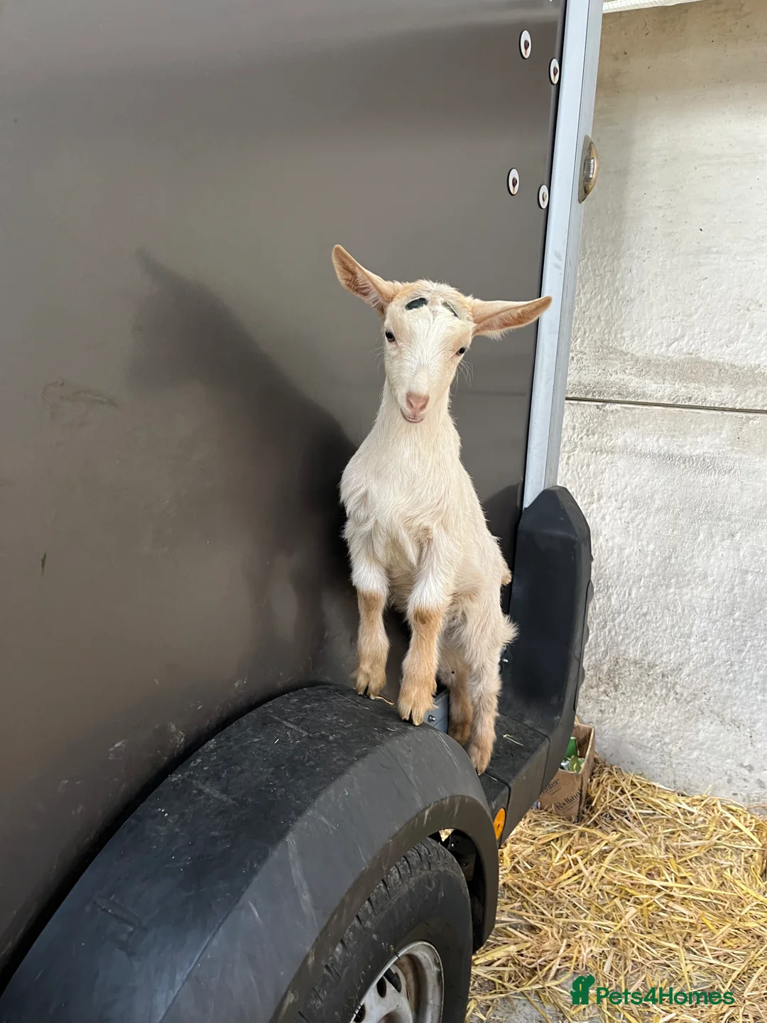 Goats livestock for sale: Royal golden guernsey wethers  - Advert 7