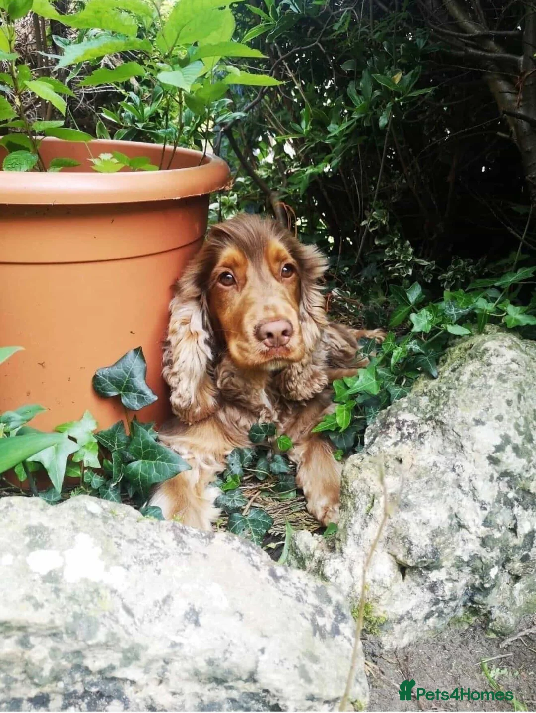 Cocker Spaniel dogs for sale: Cocker Spaniel Show Type Puppies.Fromloving family - Advert 2