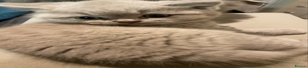 British shorthaired lilac  Kitten 2