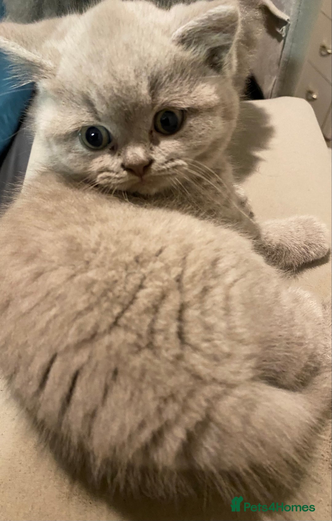 British Shorthair cats for sale: GCCF reg British Shorthair and Longhair Kitten’s  - Advert 3