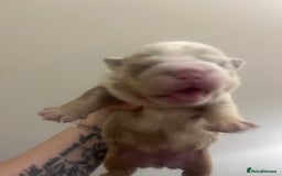 English Bulldog dogs for sale: English Bulldogs  - Image 14
