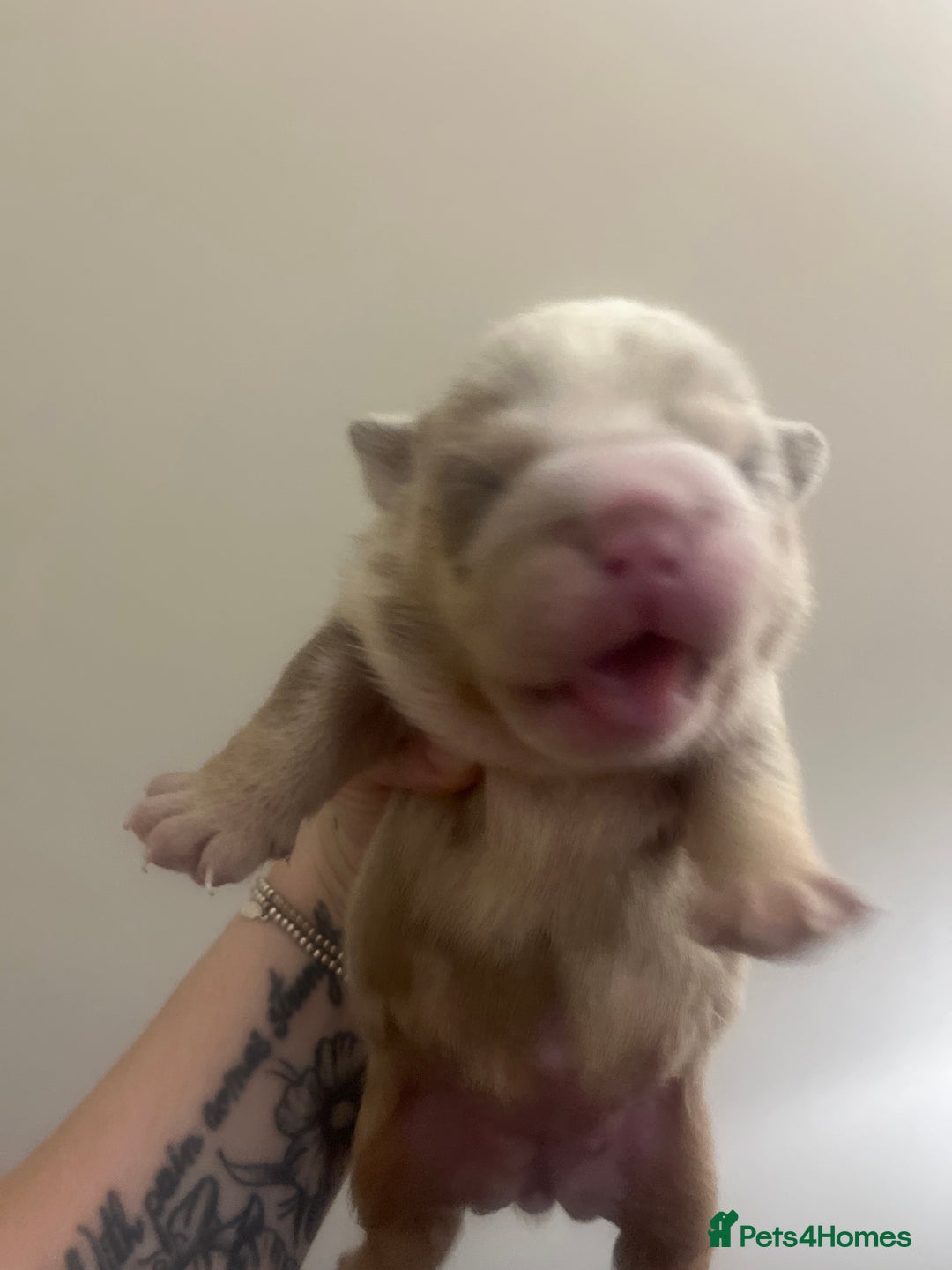 English Bulldog dogs for sale: English Bulldogs  - Image 14
