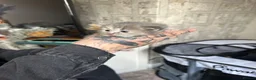 Perdoll cats for sale: Persian babies  in Doncaster - Advert 3