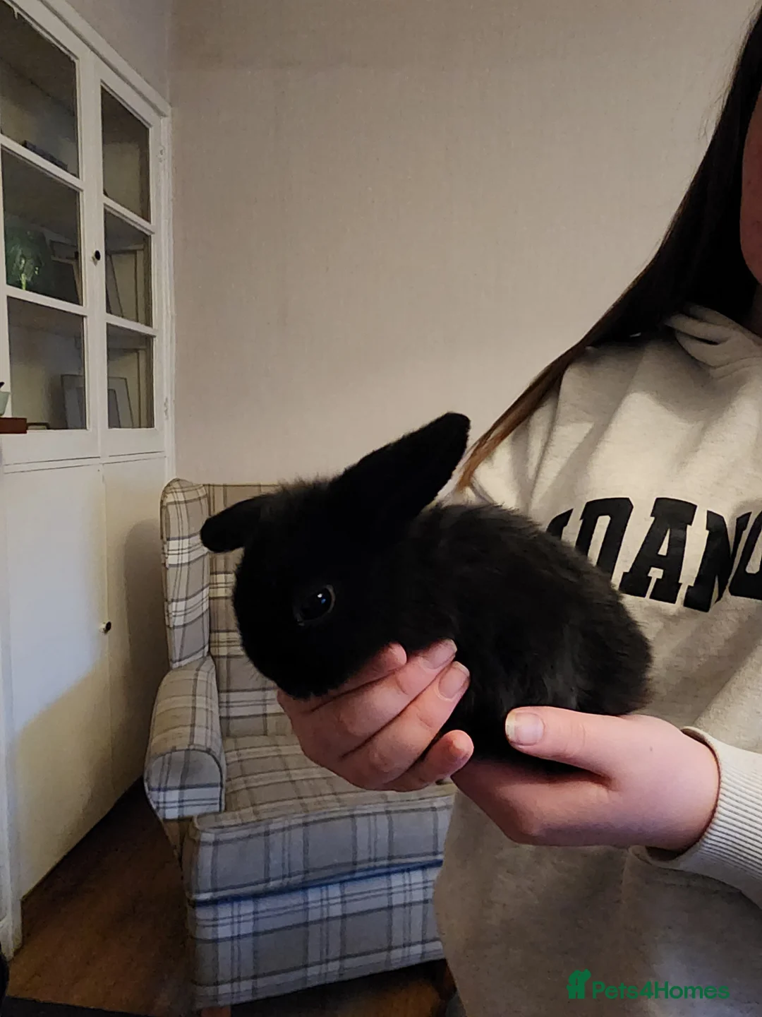 Mini Lop rabbits for sale: Baby miniature lops in Wooler - Advert 7