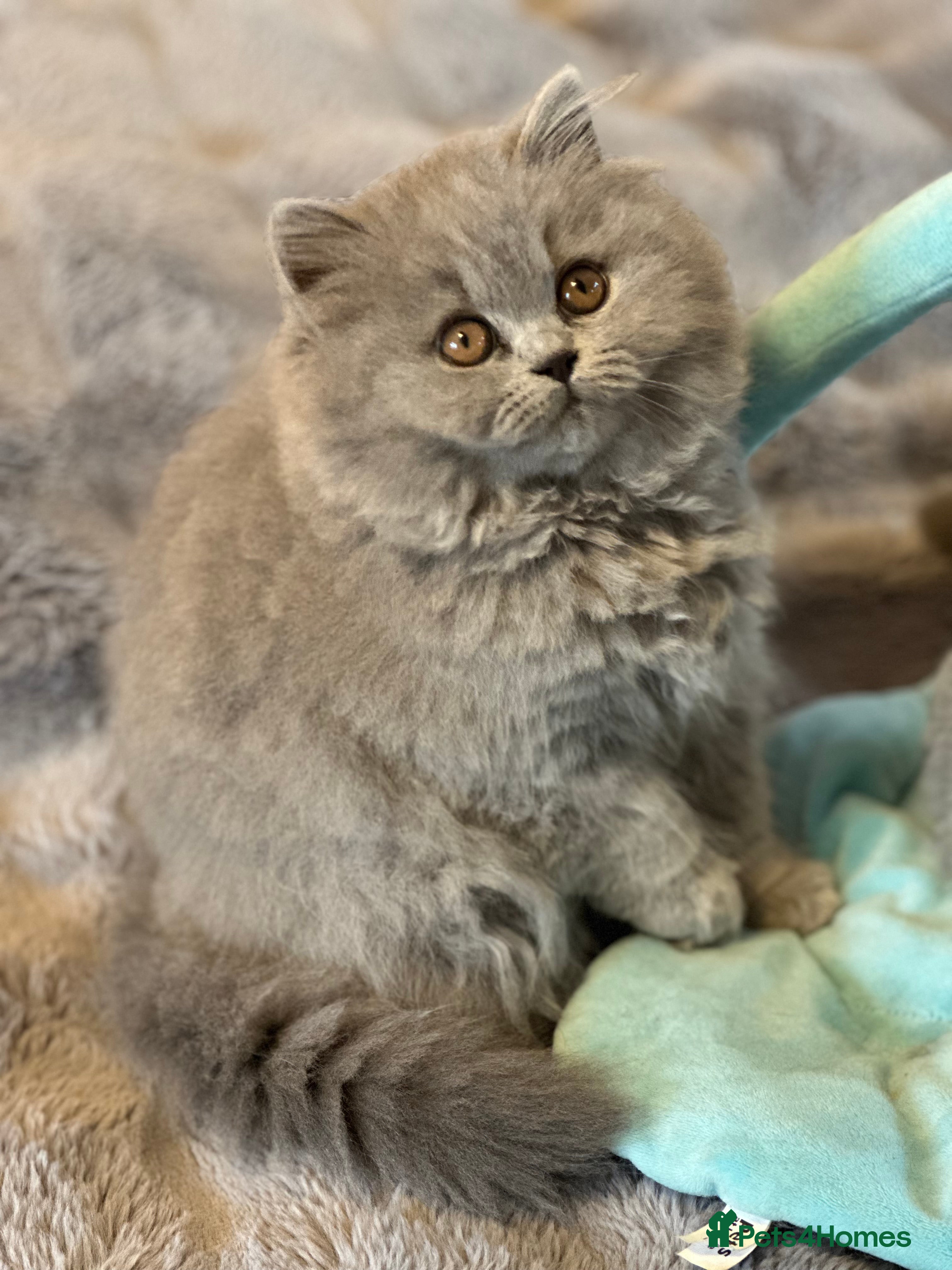 British Shorthair cats GCCF registered kittens  - Advert 18