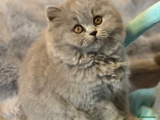 British Shorthair cats GCCF registered kittens - Advert 12